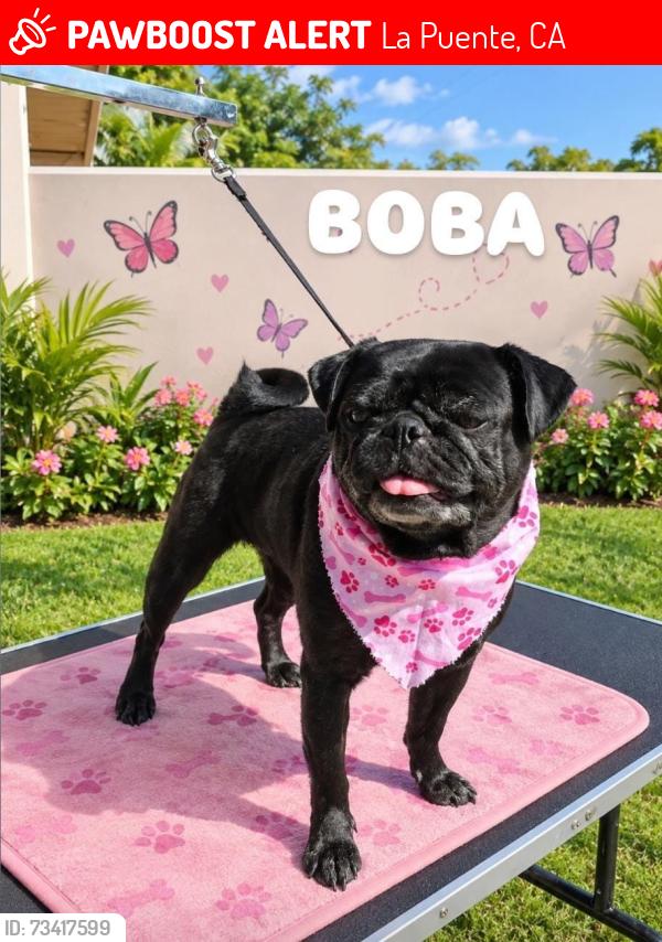 Lost Female Dog last seen Valinda Ave, Fellowship Ave and Hartview Ave, La Puente, CA 91744