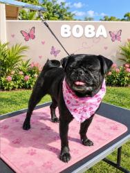 Lost Female Dog last seen Valinda Ave, Fellowship Ave and Hartview Ave, La Puente, CA 91744