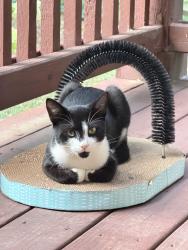 Lost Male Cat last seen Phifer & Vernell. Asheville middle school, Asheville, NC 28801