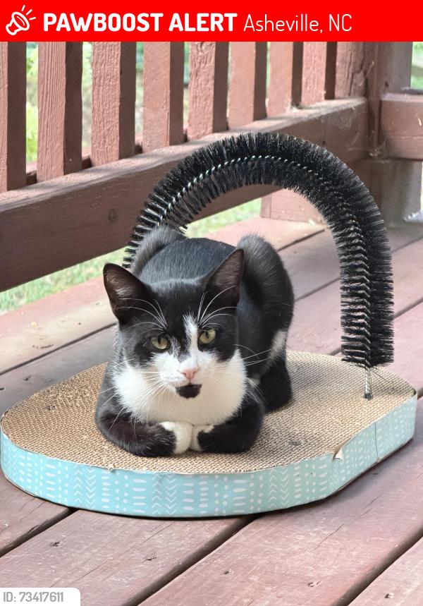 Lost Male Cat last seen Phifer & Vernell. Asheville middle school, Asheville, NC 28801