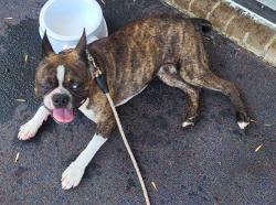 Found/Stray Male Dog last seen East Arbor and West Arbor, Huntsville, AL 35811