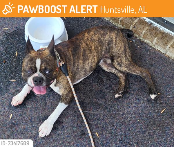 Found/Stray Male Dog last seen East Arbor and West Arbor, Huntsville, AL 35811