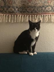 Reunited Male Cat last seen SE 4th St and S Riverside Dr Pompano Beach FL 33062, Pompano Beach, FL 33062