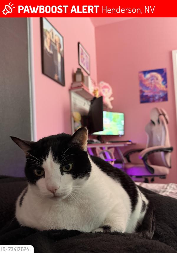 Lost Male Cat last seen Ansley park drive and Beverly aisle Henderson Nevada. Cadence Community, Henderson, NV 89015