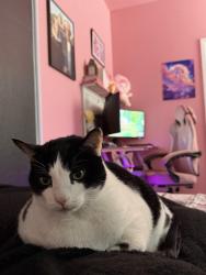 Lost Male Cat last seen Ansley park drive and Beverly aisle Henderson Nevada. Cadence Community, Henderson, NV 89015