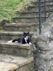 Lost Female Cat last seen McCoy rd. Prospect Dr. Near rose garden at Ritter Park, Huntington, WV 25701