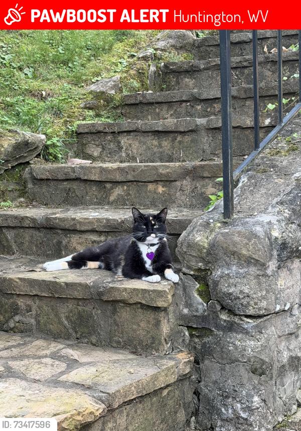 Lost Female Cat last seen McCoy rd. Prospect Dr. Near rose garden at Ritter Park, Huntington, WV 25701