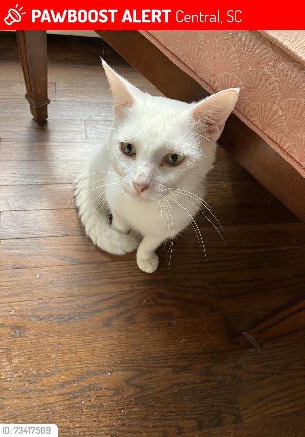 Lost Male Cat last seen Near Pike Rd near Madden Bridge Rd in Central, Central, SC 29630