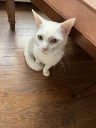 Lost Male Cat last seen Near Pike Rd near Madden Bridge Rd in Central, Central, SC 29630