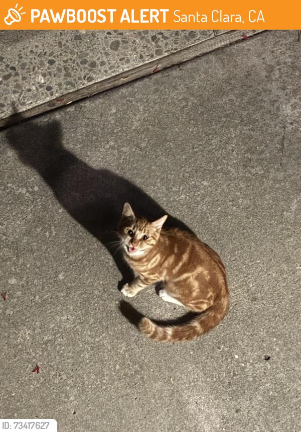 Found/Stray Unknown Cat last seen Near Lawrence Expressway and El Camino, Santa Clara, CA 95051