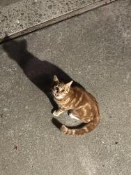Found/Stray Unknown Cat last seen Near Lawrence Expressway and El Camino, Santa Clara, CA 95051