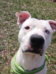 Lost Male Dog last seen E Summit Ave, Muskegon, MI 49444