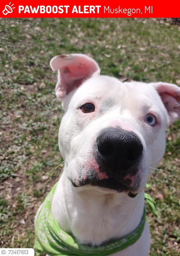 Lost Male Dog last seen E Summit Ave, Muskegon, MI 49444