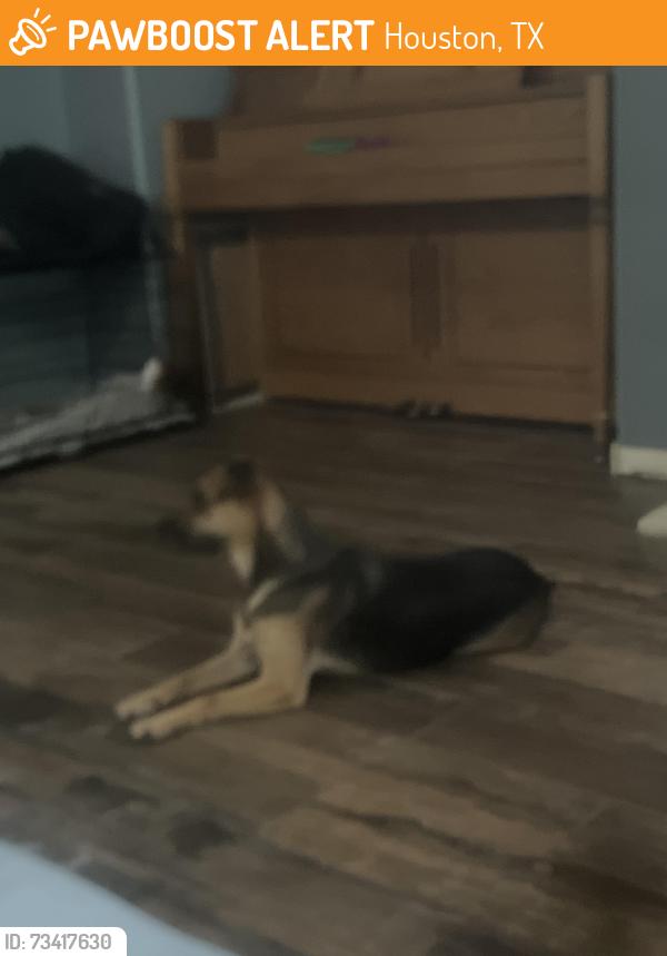 Found/Stray Female Dog last seen Heron nest, Houston, TX 77064
