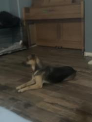 Found/Stray Female Dog last seen Heron nest, Houston, TX 77064