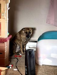 Lost Female Dog last seen 160th Tilley rd, Tenino, WA 98589