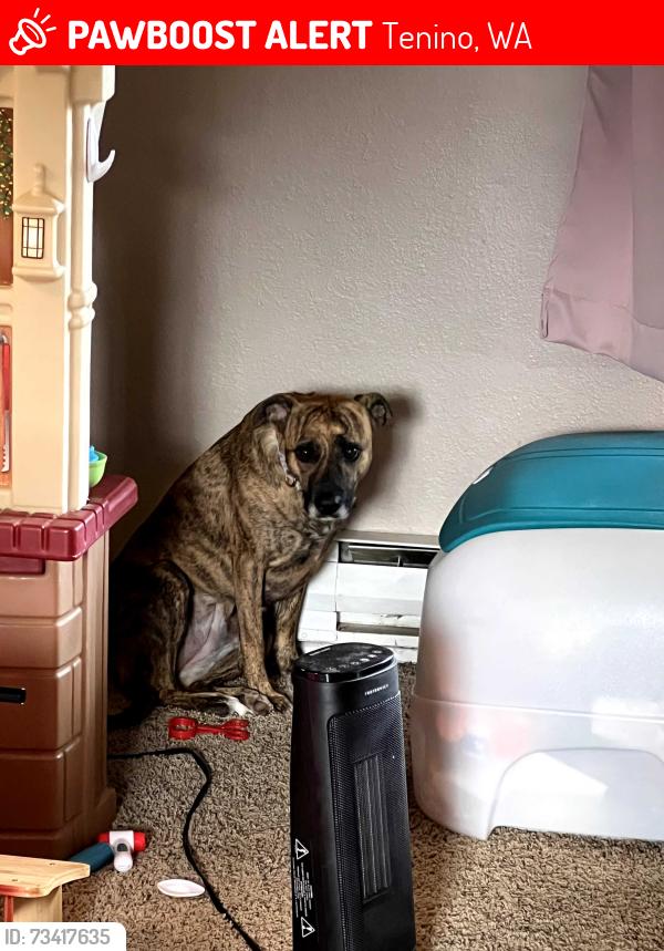 Lost Female Dog last seen 160th Tilley rd, Tenino, WA 98589