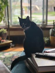 Lost Male Cat last seen Southpark blvd, Parma, OH 44134
