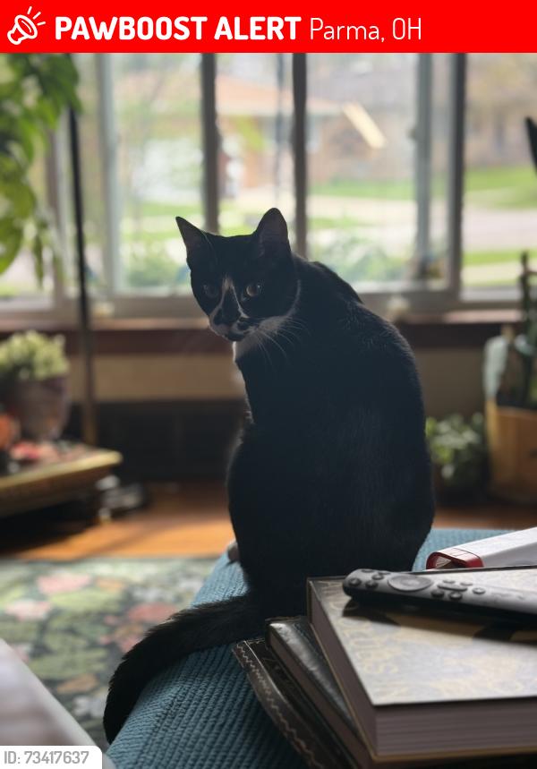 Lost Male Cat last seen Southpark blvd, Parma, OH 44134