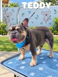 Lost Male Dog last seen Hartview Ave, Fellowship St and Valinda Ave, La Puente, CA 91744