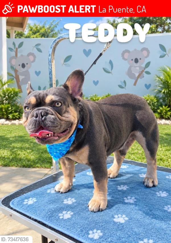 Lost Male Dog last seen Hartview Ave, Fellowship St and Valinda Ave, La Puente, CA 91744
