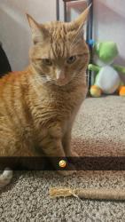 Lost Male Cat last seen Noisy oyster, Akron, OH 44313