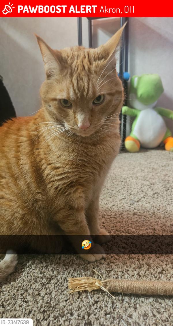 Lost Male Cat last seen Noisy oyster, Akron, OH 44313