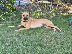 Found/Stray Female Dog last seen Thornton Rd, Stockton, CA 95210
