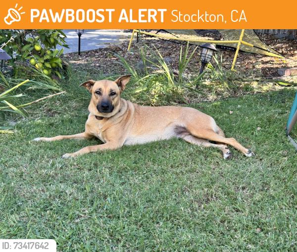 Found/Stray Female Dog last seen Thornton Rd, Stockton, CA 95210