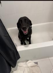Lost Female Dog last seen Foothill avenue, Oakland, CA 94605