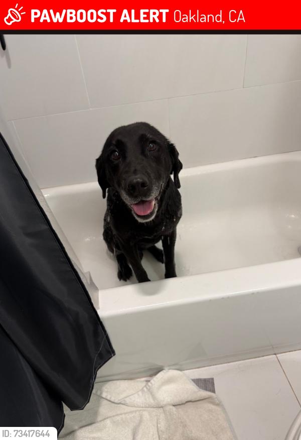 Lost Female Dog last seen Foothill avenue, Oakland, CA 94605