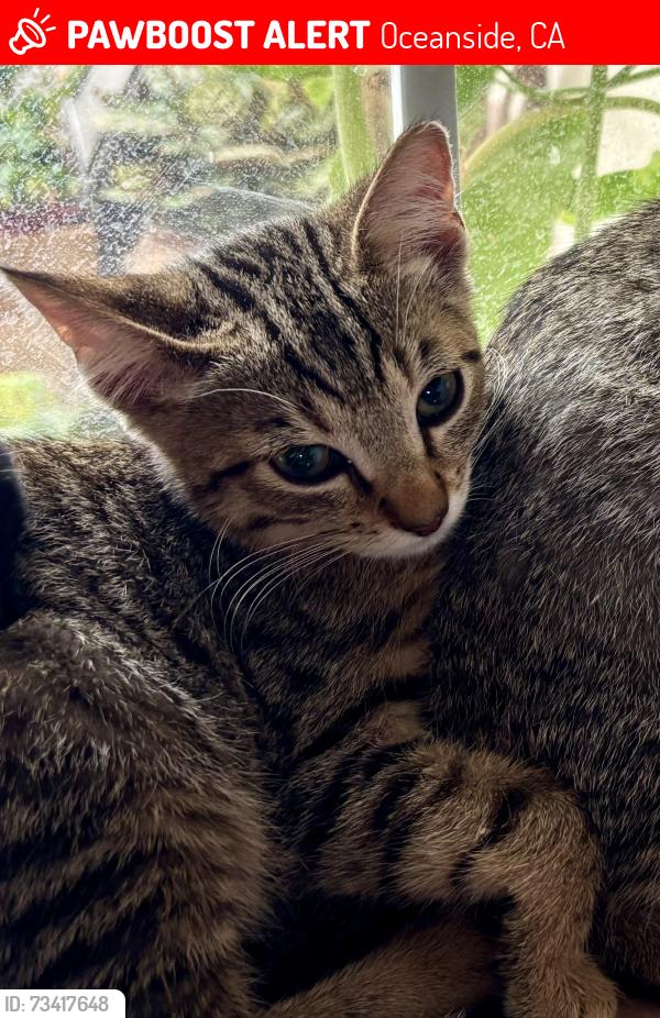 Lost Female Cat last seen Vista way, Oceanside, CA 92054