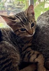 Lost Female Cat last seen Vista way, Oceanside, CA 92054