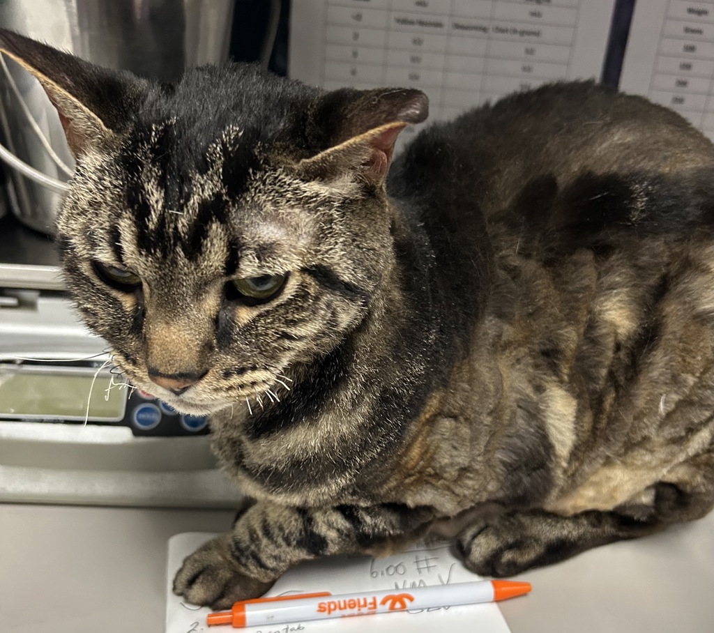 Shelter Stray Male Cat last seen Near W Kimberly Circle, SALT LAKE CITY, UT, 84116, 511 W 3900 S, Salt Lake City, UT 84123, USA