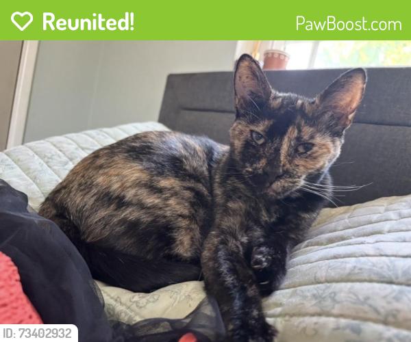 Reunited Female Cat last seen Near E Wabash St, Rialto, CA 92376, USA, Rialto, CA 92376