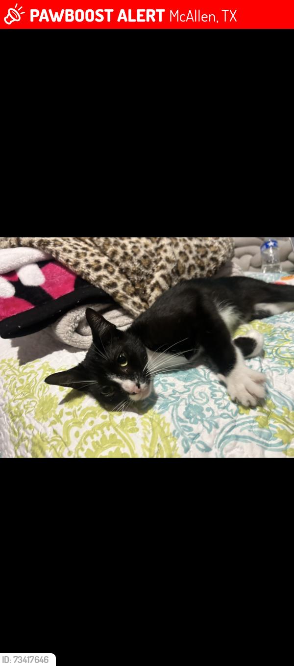 Lost Female Cat last seen Walmart, McAllen, TX 78501