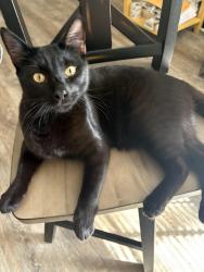 Lost Male Cat last seen Movie tavern, Marietta, GA 30066