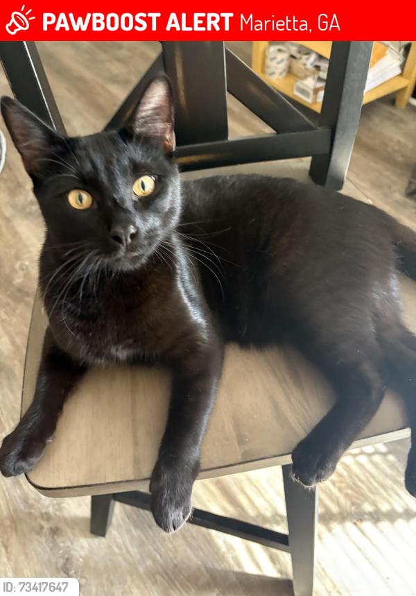 Lost Male Cat last seen Movie tavern, Marietta, GA 30066