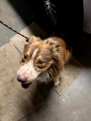 Found/Stray Unknown Dog last seen Willow & Casmalia, Rialto, CA 92377