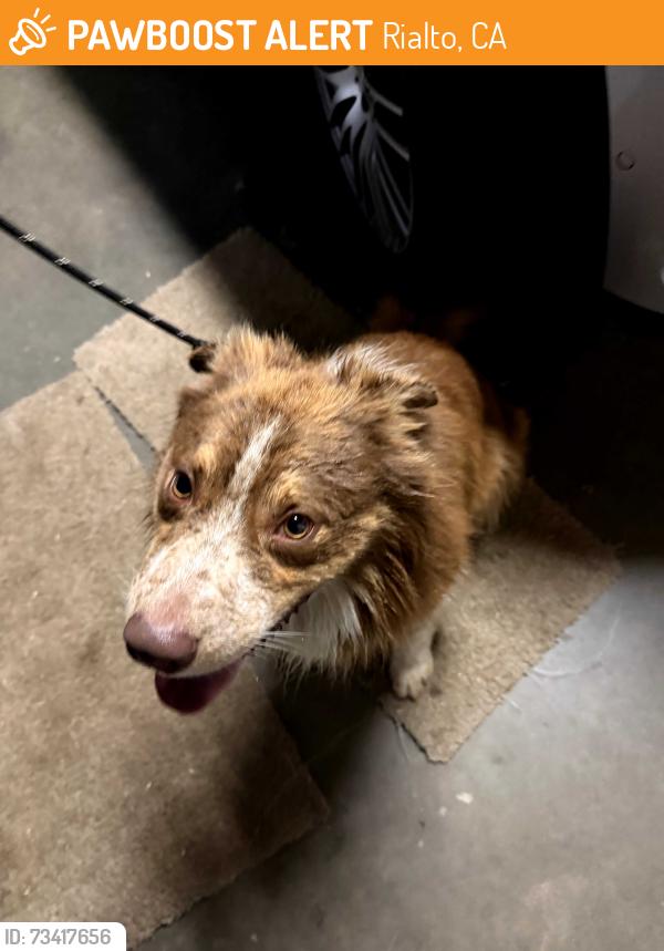 Found/Stray Unknown Dog last seen Willow & Casmalia, Rialto, CA 92377