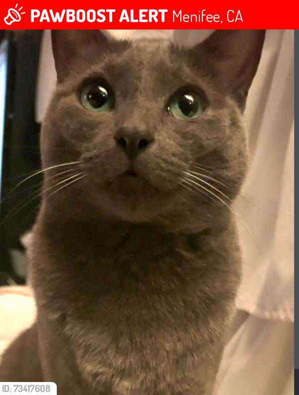 Lost Female Cat last seen Loire valley lane or reviewer drive, Menifee, CA 92584