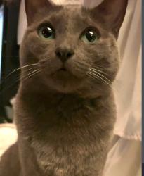 Lost Female Cat last seen Loire valley lane or reviewer drive, Menifee, CA 92584
