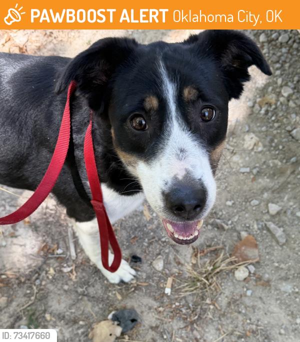Found/Stray Female Dog last seen Hobie Point, Lake Hefner, Oklahoma City, OK 73116