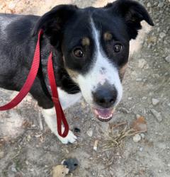 Found/Stray Female Dog last seen Hobie Point, Lake Hefner, Oklahoma City, OK 73116