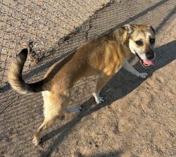 Reunited Female Dog last seen Westside City Shelter, Albuquerque, NM 87121