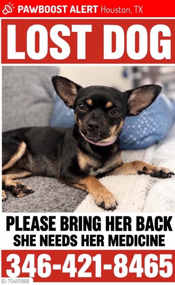 Lost Female Dog last seen S dairy ashford and bellaire near hollub ms, Houston, TX 77099