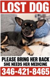 Lost Female Dog last seen S dairy ashford and bellaire near hollub ms, Houston, TX 77099
