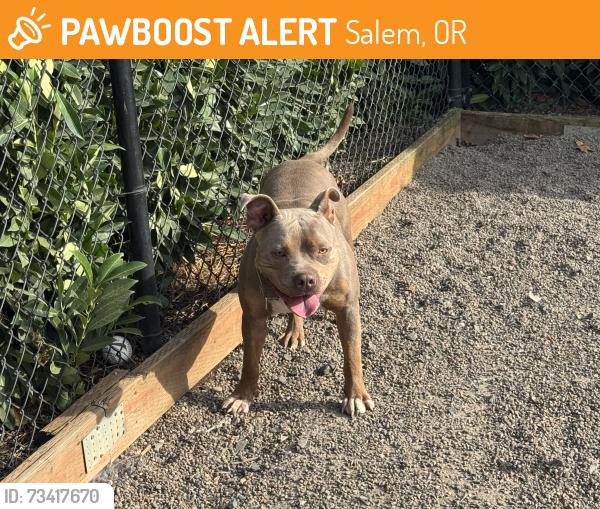Found/Stray Male Dog last seen Wallace rd NW, Salem, OR 97304