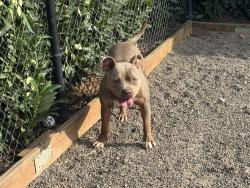 Found/Stray Male Dog last seen Wallace rd NW, Salem, OR 97304