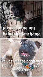 Lost Male Dog last seen Strathmore, Strathmore, CA 93267